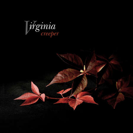 Creatively lit Virginia Creeper in autumnal colours against black. 