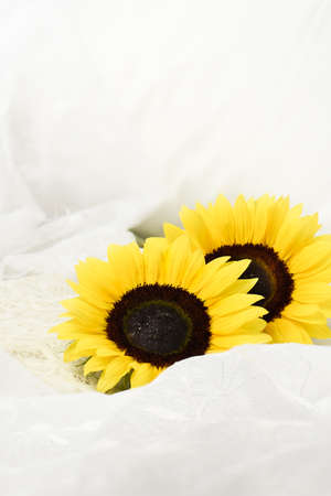 A fresh concept image for welcome. Sunflower place on top of a folded white lace on a white bed duvet in a hotel room. Accommodation for copy space.の写真素材