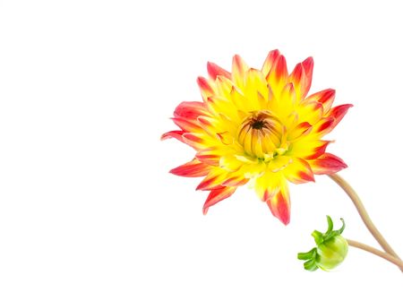 dahlia with bud isolated on whiteの写真素材