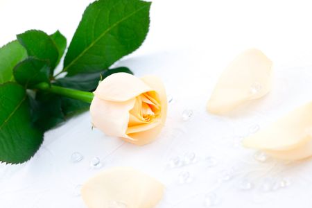 rose on table with petals and decorationの写真素材