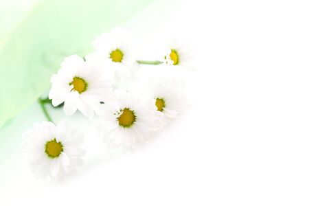 white marguerite isolated on white with copy spaceの写真素材