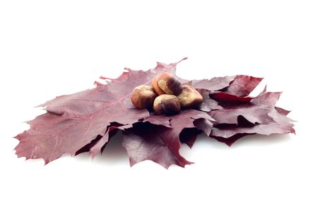 leaf with conker on white background 