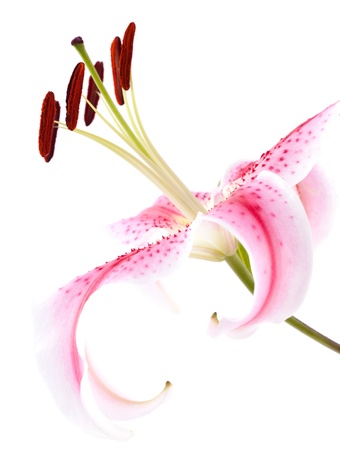 one lily isolated on white background の写真素材