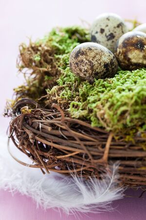 quail eggs in a nest with mossの写真素材