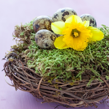 easter nest with daffodil and quaileggsの写真素材