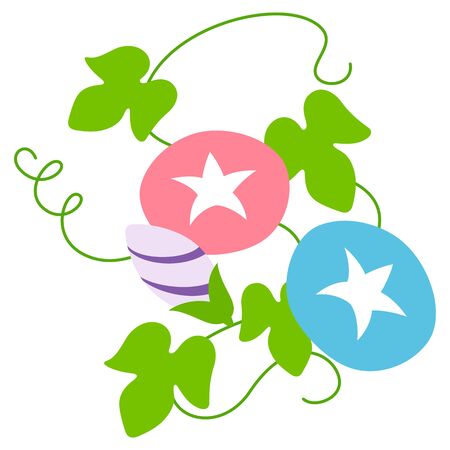 Morning gloryのイラスト素材