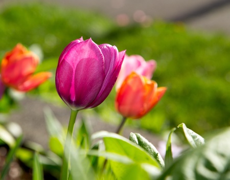 Perfect Purple Tulip Stretching for the Sunlight, shallow depth of field with focus on purple flower