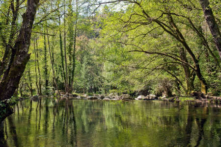 Forest River - Portugalの写真素材