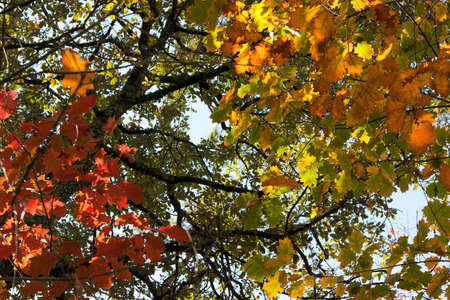 Autumn Background - Foliageの写真素材