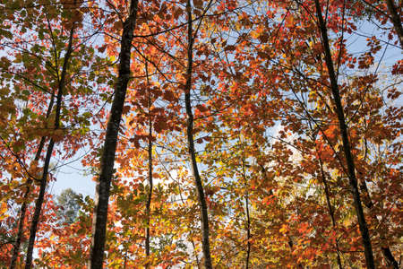 Autumn Background - Trees Underviewの写真素材