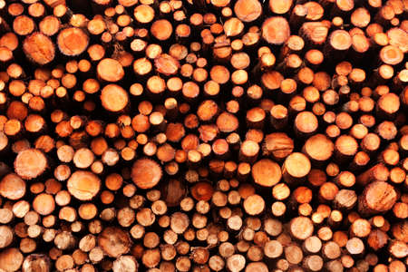 Pine Wood Pile Stock after a rainy day.の写真素材
