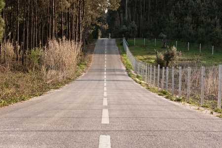 Seconday road in Portugal, with cultivated land on both sidesの写真素材
