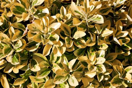 Bush pattern made of yellows and green leavesの写真素材