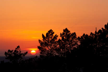 Backlit trees against blue sky and sun - sunset の写真素材