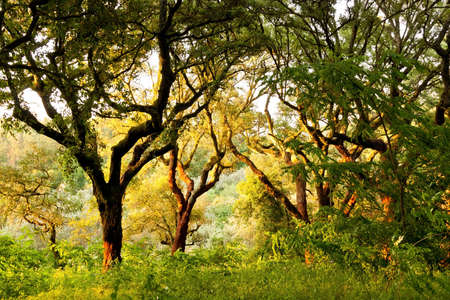  Background of trees and grass and wild vegetation at sunset