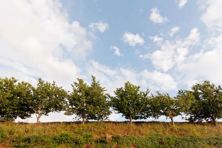 Row of Trees viewed from below against blue sky cloudsの写真素材
