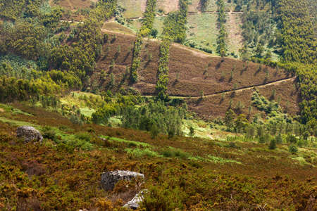Details of a valley on a mountain such as trees, grass, gravel roads, without sky の写真素材