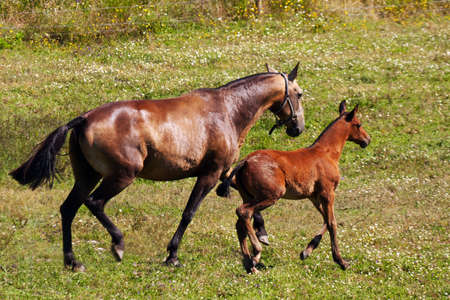 Horses running around the field without shadowsの写真素材