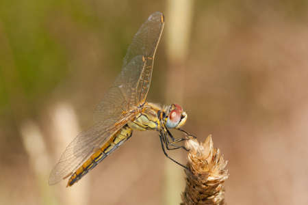 A life-size closeup of a yellow dragonfly - Red-veined Darter (Sympetrum fonscolombii)の写真素材