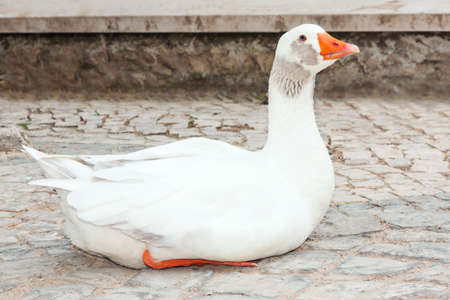 White goose sitting on a stone floorの写真素材