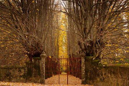 Old rusty gate and wall for an autumn forest の写真素材
