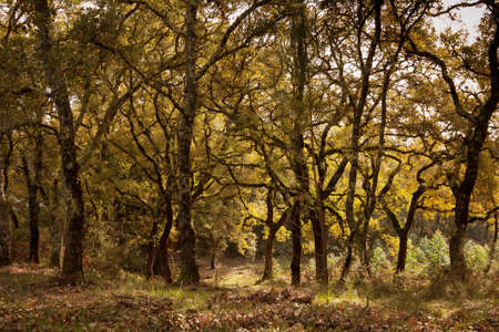 Forest landscape with rows of trees under sunlight