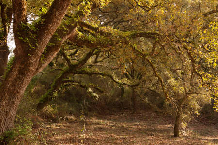 Forest landscape with rows of trees under sunlightの写真素材