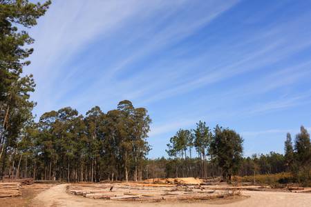Blue sky over plain field with tree trunks pile on groundの写真素材