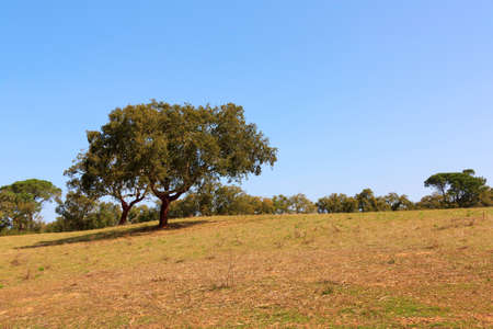 Oak Tree against woods and blue sky, on sunny day