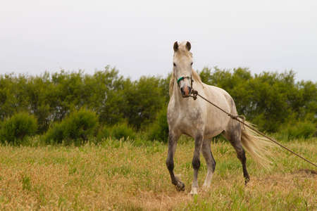 Old White Horse horse tethered in a field in Portugalの写真素材
