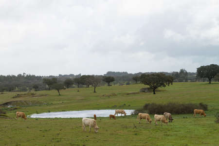 Cows grazing on a farm, near small pond, against woods and cloudy sky