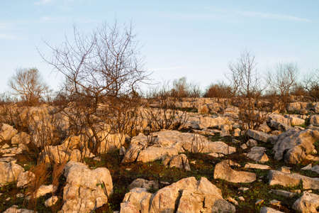 Burned plants among rocks against blue skyの写真素材