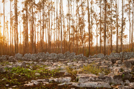 Trees behind rocky wall during suntset hourの写真素材