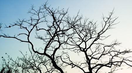 Tree refection on skyの写真素材