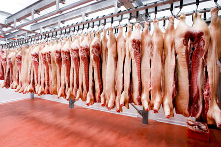 Close up a lot of chopped raw pork meat hanging and and processing deposit in a refrigerator, in a meat factory fridge room.の写真素材