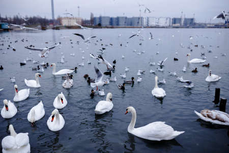 Swans and ducks floating on the sea.の写真素材