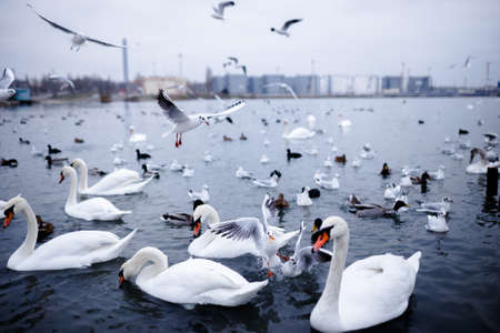 Image of a various bird species floats gracefully on the clear sea, along with the swan crab and the flying sailors on it. Horizontal view on the Odessa city background.の写真素材