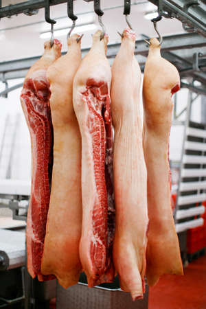 Half pork chunks fresh hung and arranged in a row in a large fridge in the fridge meat industry. Horizontal view.の写真素材