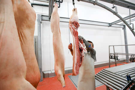 Horizontal view. An anonymous worker cuts pork that hangs on the hook in a meat processing factoryの写真素材