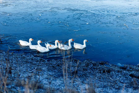 Horizontal view. A group of white domestic geese swim on a river outside in the morning.の写真素材