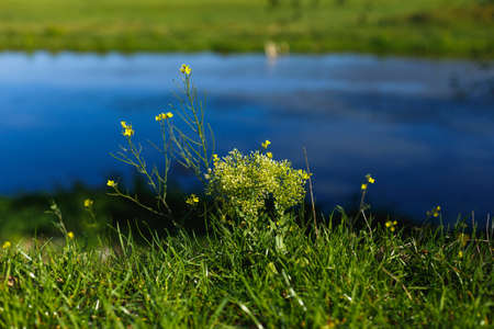 Horizontal view. Closeup of a wildflower on the background of the river in summer on a sunny day.