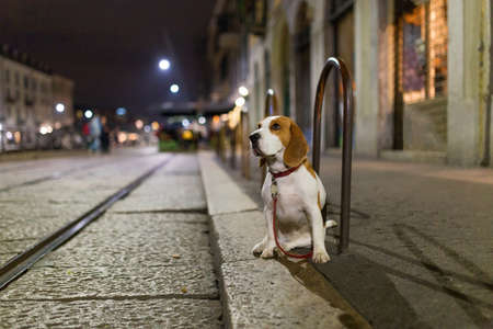 Horizontal view. Dog tied outside alone at night.の写真素材