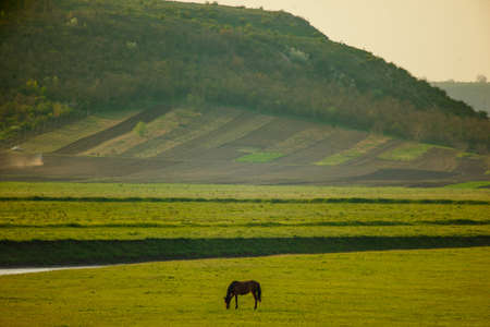 View on a young brown horse on top of green hill. Horizontal view.の写真素材