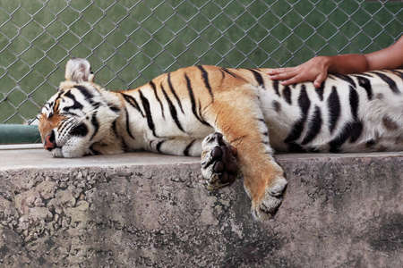 Closeup portrait of a young siberian tiger lies down and sleeps on the concrete, a man's hand touches him.の写真素材