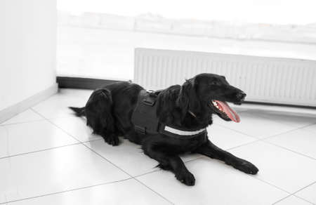 Horizontal view of a black dog for drug detection at the airport on the floor.の写真素材