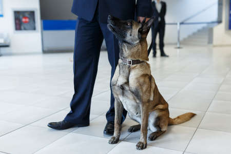 A dog for detecting drugs at the airport standing near the customs guard.