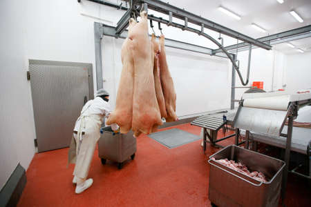 Rear view of a group of worker in meat factory, chopped a fresh pork meat in pieces on work table,...