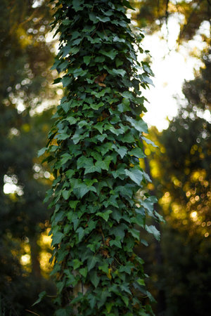 A tree trunk covered in wild ivy. Vertical view.の写真素材