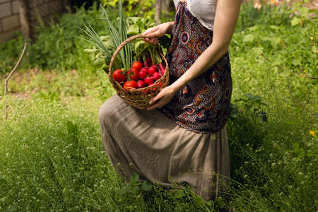 A woman farm holding a basket with organic vegetables, outside shooting, in green garden.の写真素材