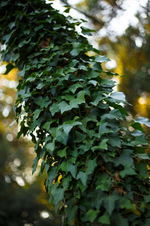 A tree trunk covered in wild ivy. Vertical view.の写真素材